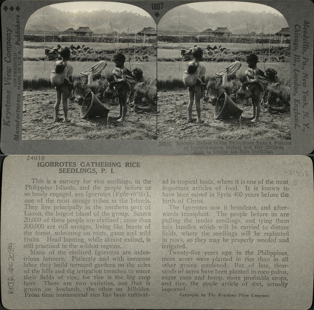 Igorrote [Igorot] Babies in the Philippines Take a Position of Importance – a Mother and her Children Help to Gather the Rice Seedlings.